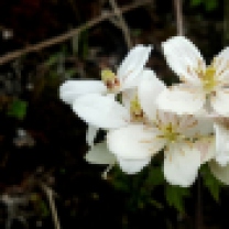 himalayan-flower-15