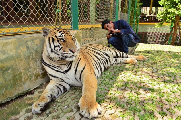 phuket-photo-tiger-large